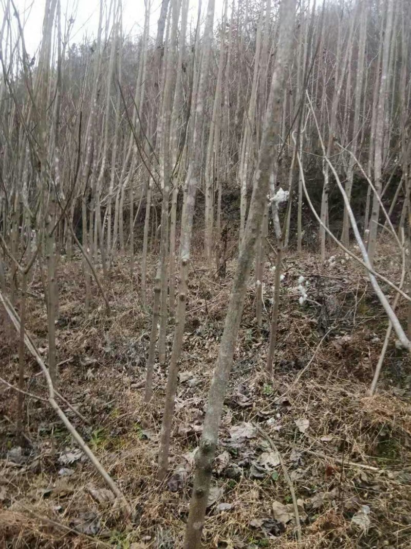 泡桐