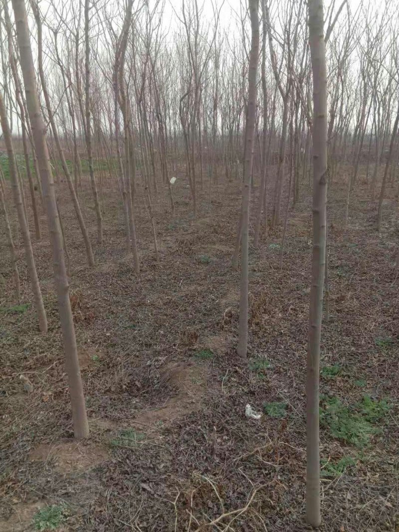 栾树