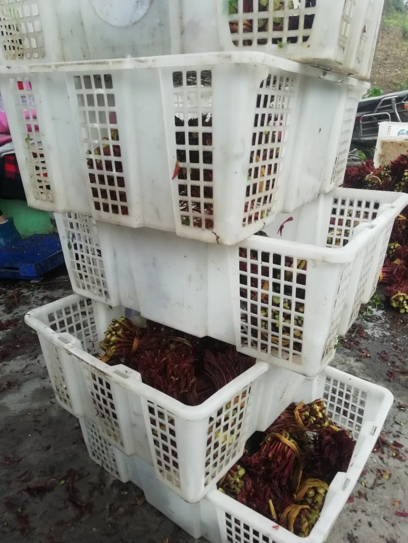 新鲜红香椿芽品质杠杠的