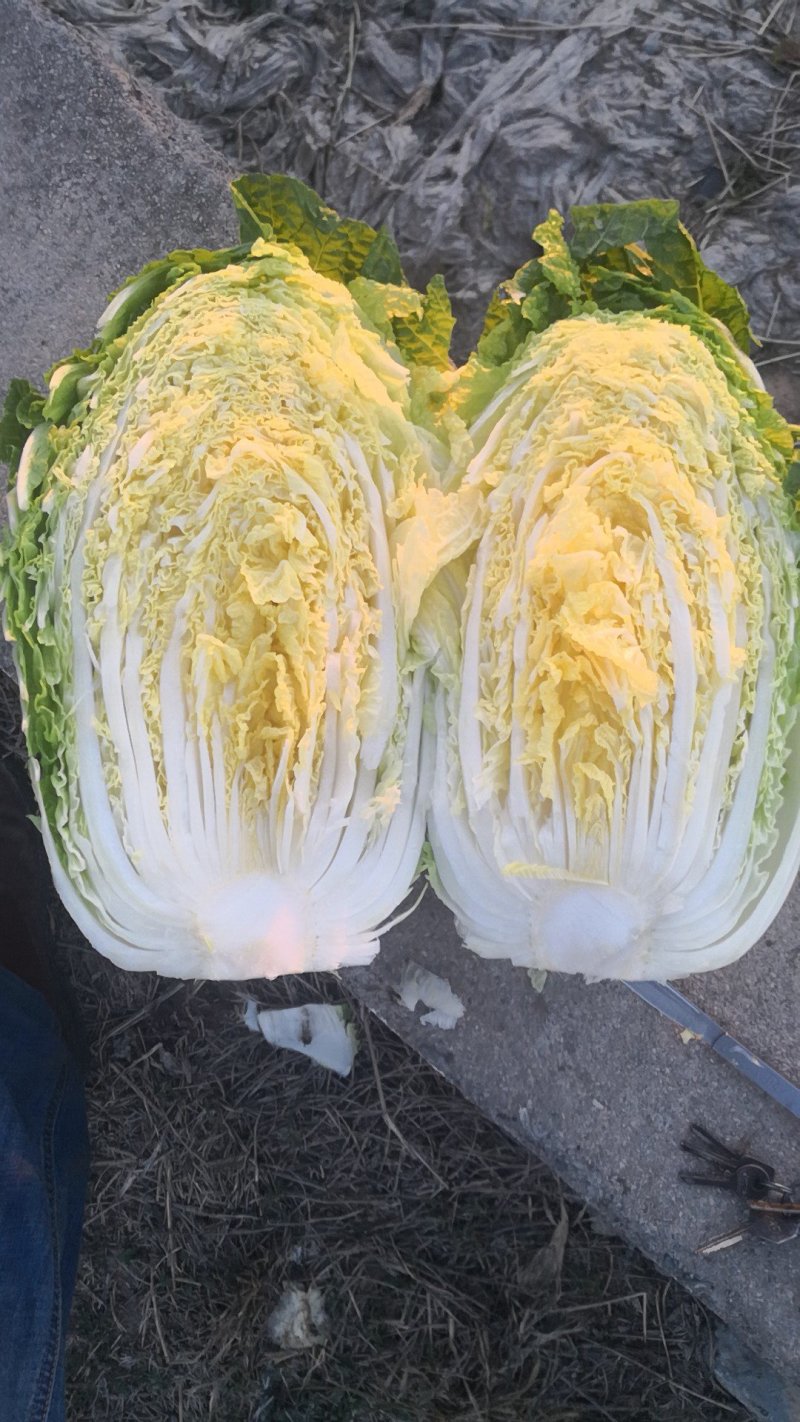 精选白菜山东矮棵黄心白菜4至6斤货源充足保质保量欢迎咨询