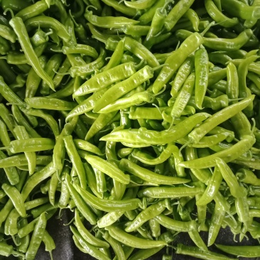 供应辣椒头