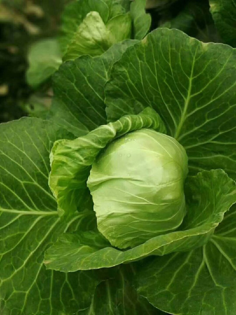 甘蓝包菜饶阳基地批发，品质好价格低可视频看货欢迎客商咨询