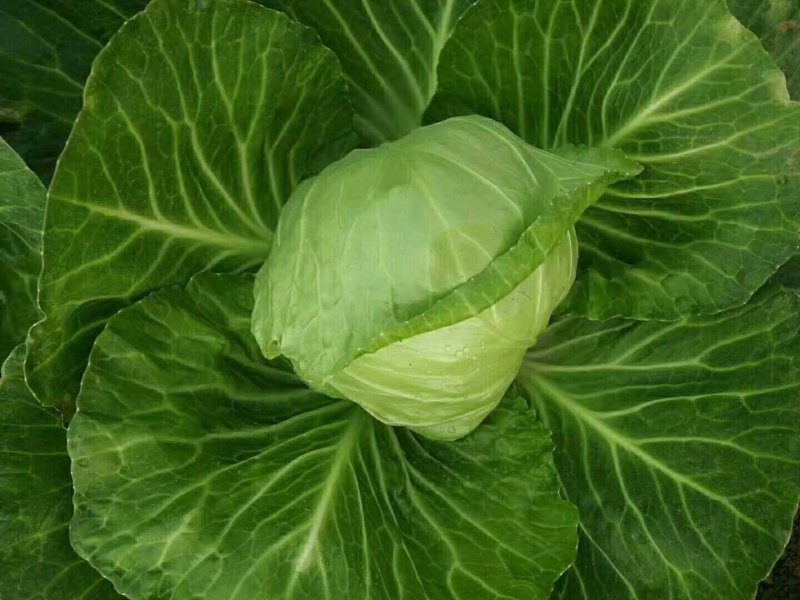 甘蓝包菜饶阳基地批发，品质好价格低可视频看货欢迎客商咨询