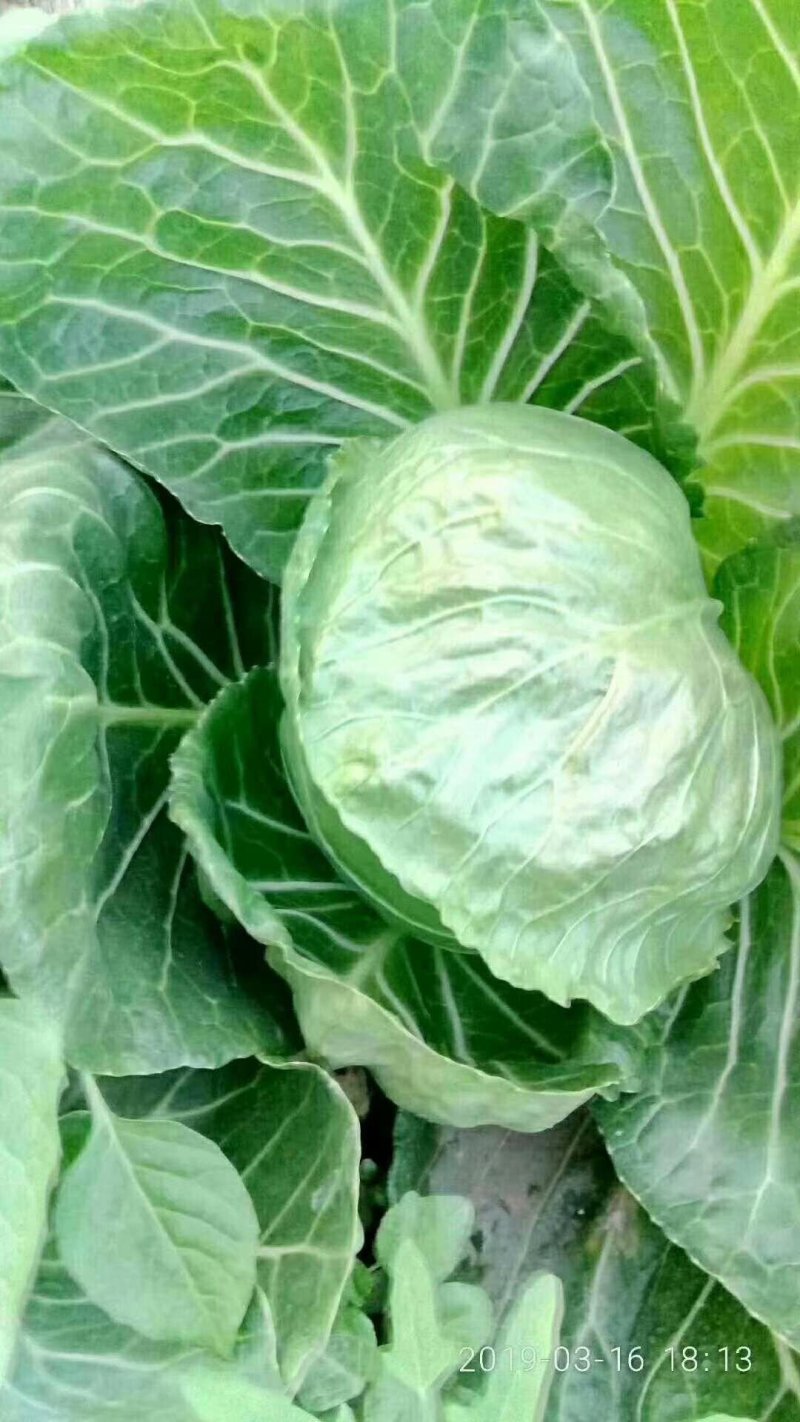 甘蓝包菜饶阳基地批发，品质好价格低可视频看货欢迎客商咨询