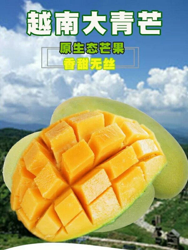越南青芒包邮价产地直供现采现发
