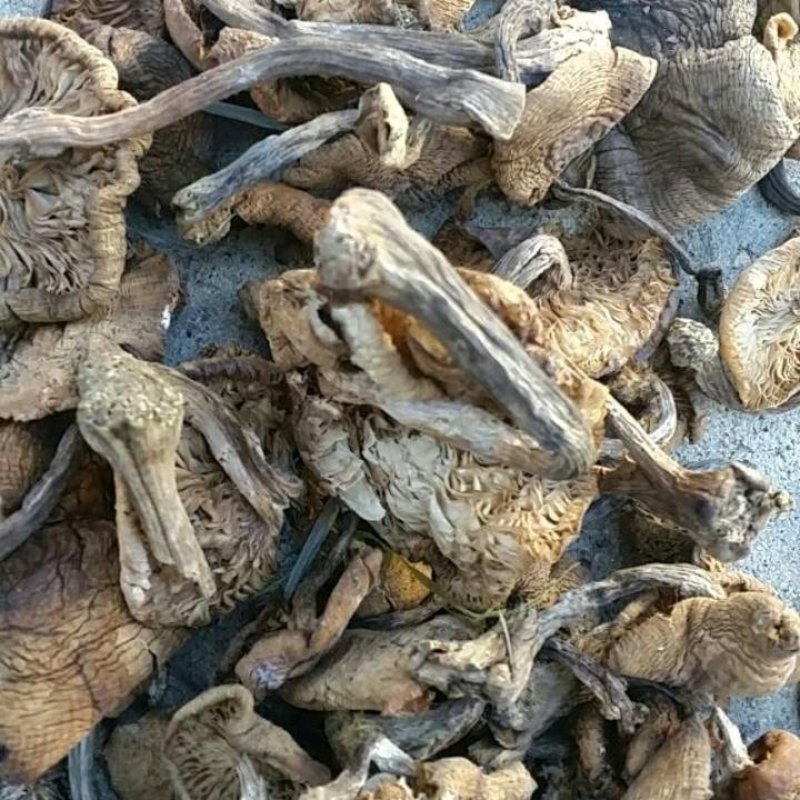 咸蘑菇