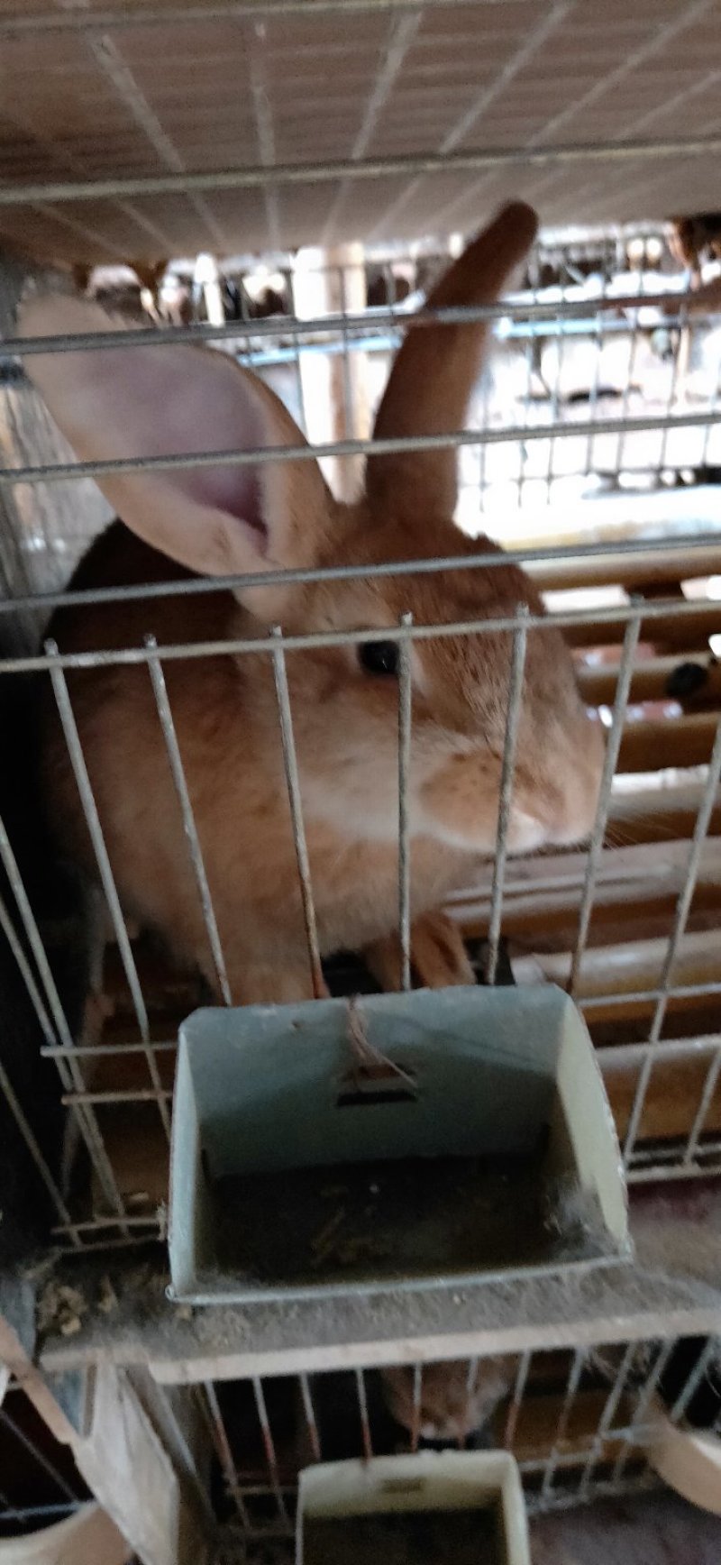 种兔
