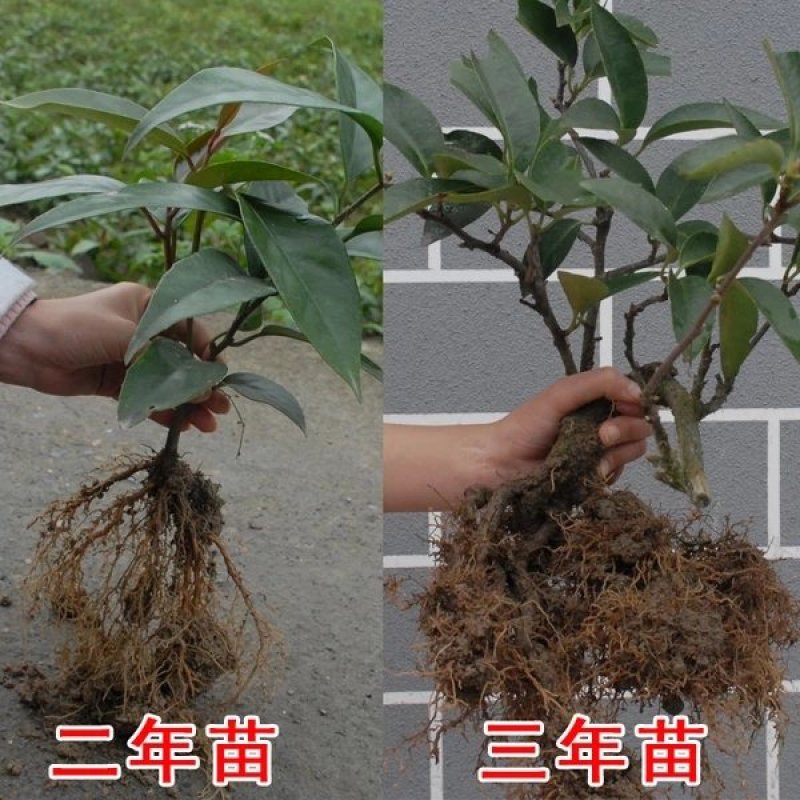 基地直销。黑老虎苗，提供技术指导。