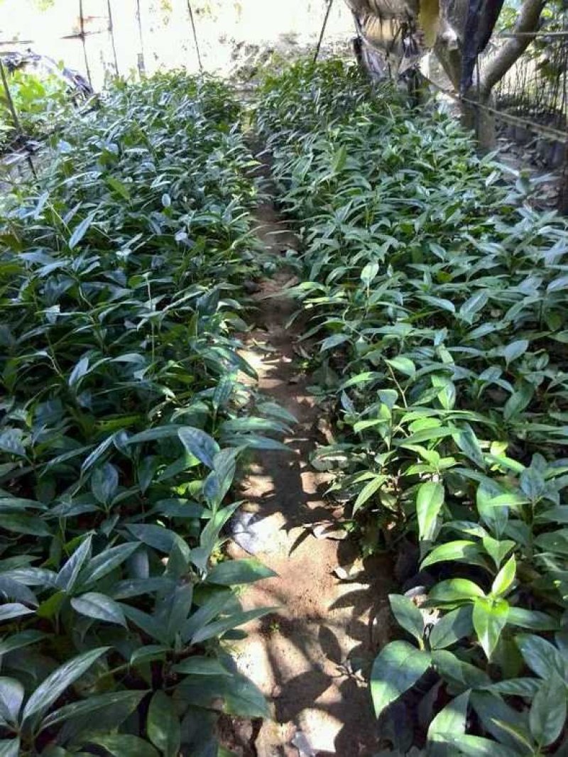 基地直销。黑老虎苗，提供技术指导。
