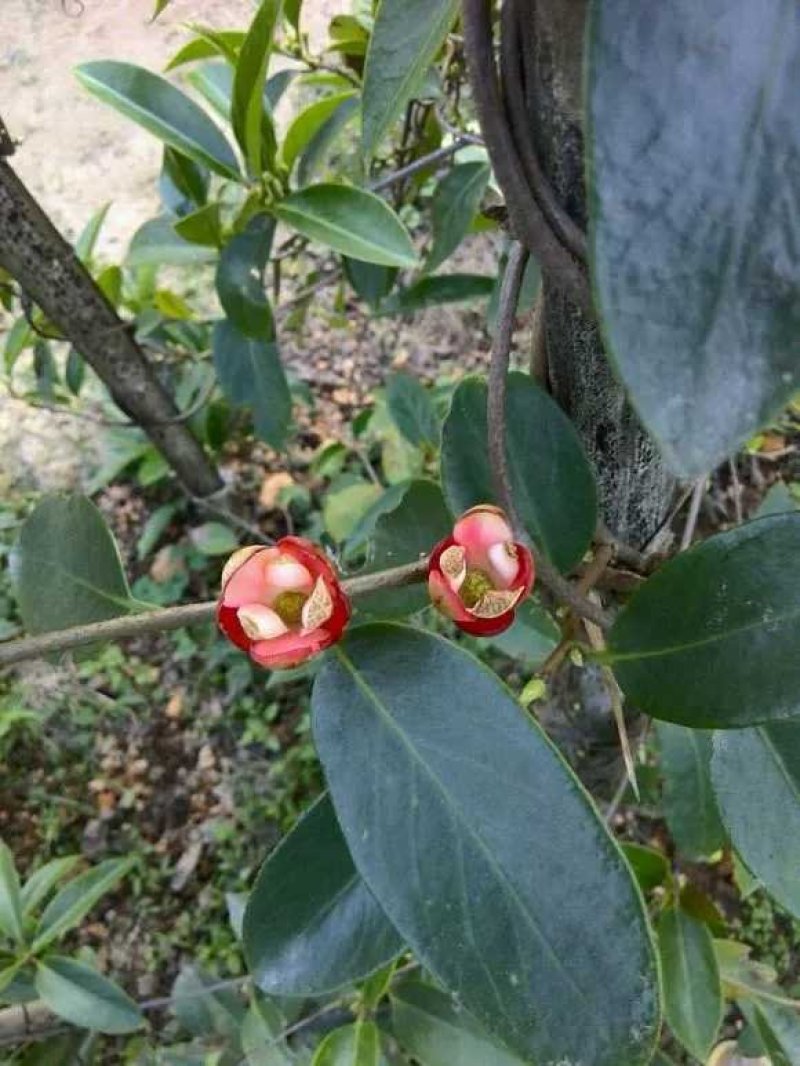 基地直销。黑老虎苗，提供技术指导。