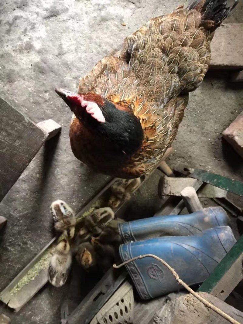 草鸡蛋大量基地直销批发