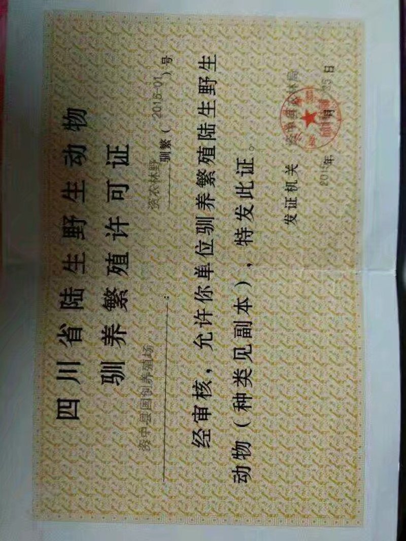 珍珠鸡苗出壳苗脱温苗全国发货