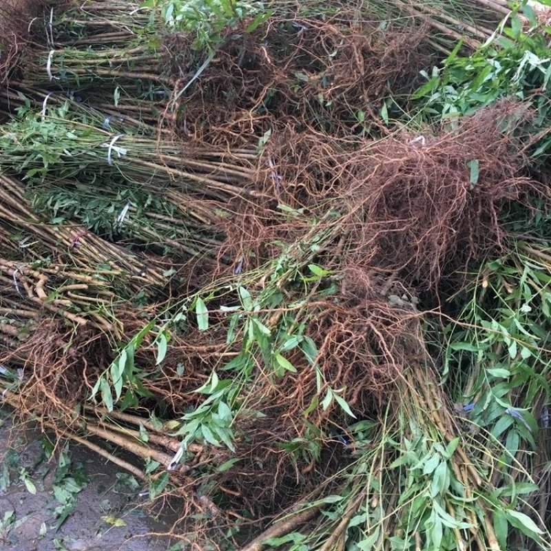 毛桃苗桃树苗毛桃树苗占地拆迁苗毛桃桃树原苗