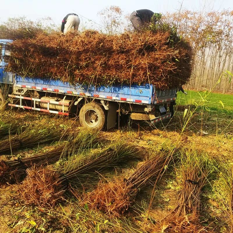毛桃苗桃树苗毛桃树苗占地拆迁苗毛桃桃树原苗