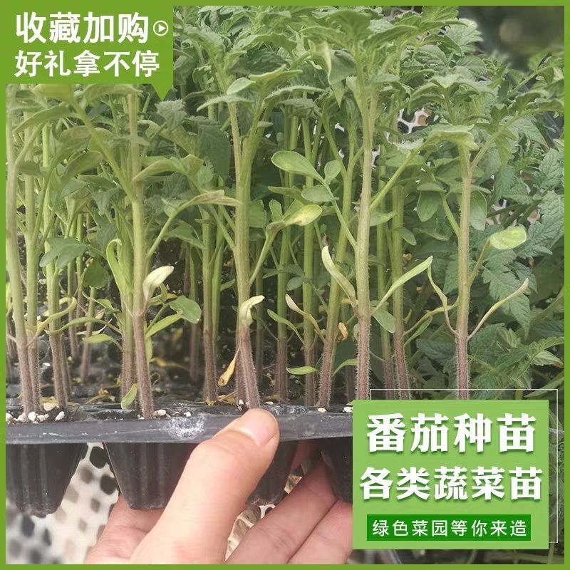 大红大粉番茄苗各种西红柿苗