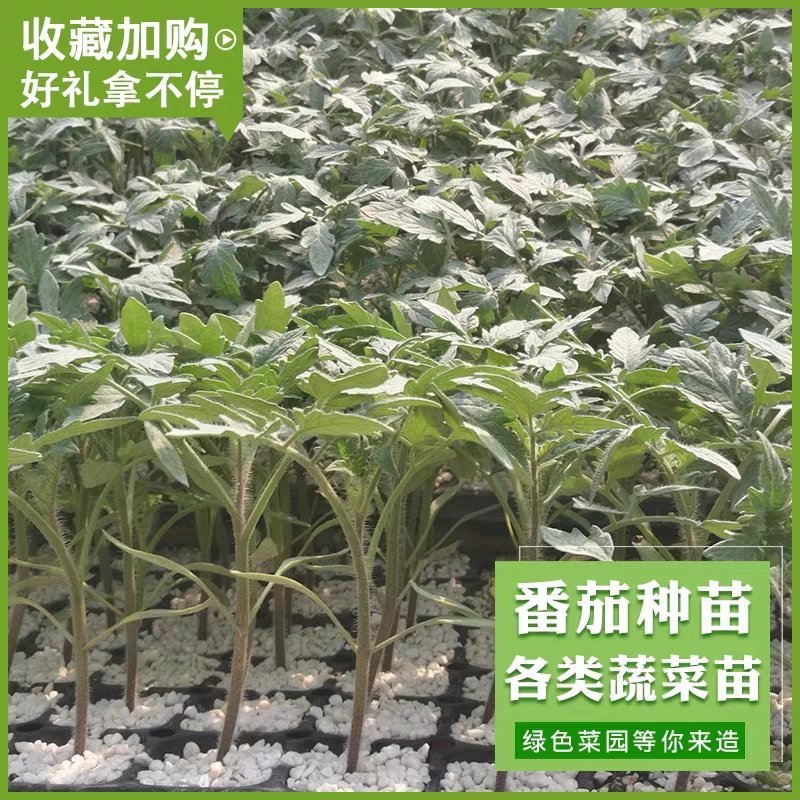 大红大粉番茄苗各种西红柿苗