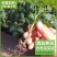 大红大粉番茄苗各种西红柿苗