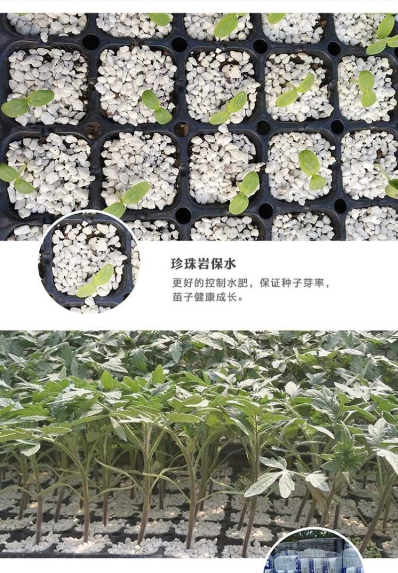 大红大粉番茄苗各种西红柿苗