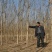 国槐（精品国槐宁夏苗木）