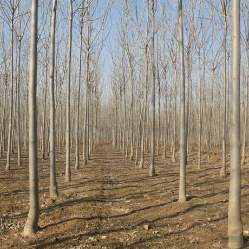 国槐（精品国槐宁夏苗木）