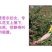 新疆玫瑰玫瑰花茶