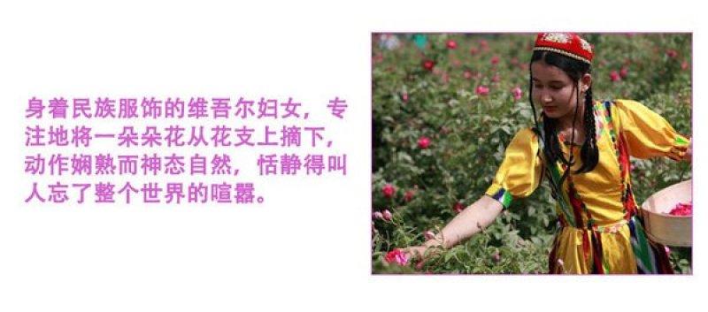 新疆玫瑰玫瑰花茶