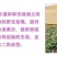 新疆玫瑰玫瑰花茶