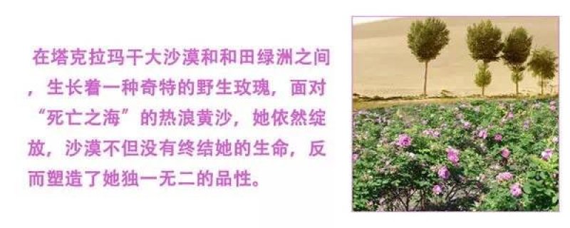 新疆玫瑰玫瑰花茶