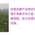 新疆玫瑰玫瑰花茶