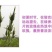 新疆玫瑰玫瑰花茶