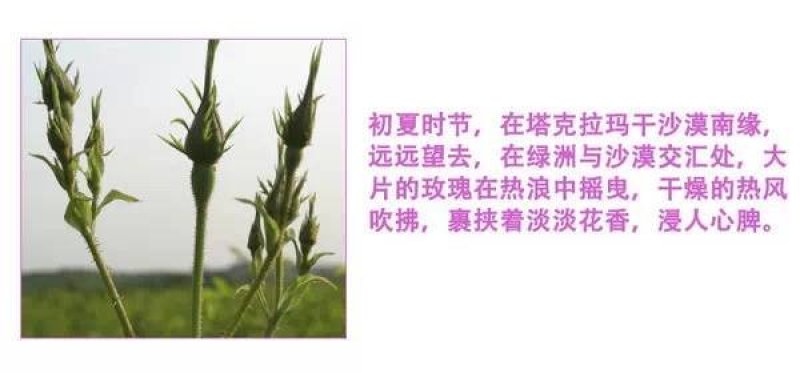 新疆玫瑰玫瑰花茶