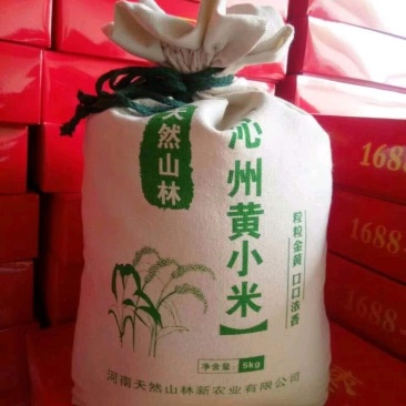 沁州黄小米