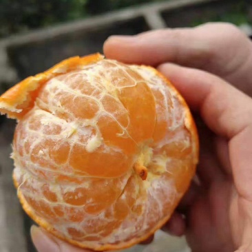 沃柑，口感甜的跟蜂蜜一样，果面光滑皮薄。