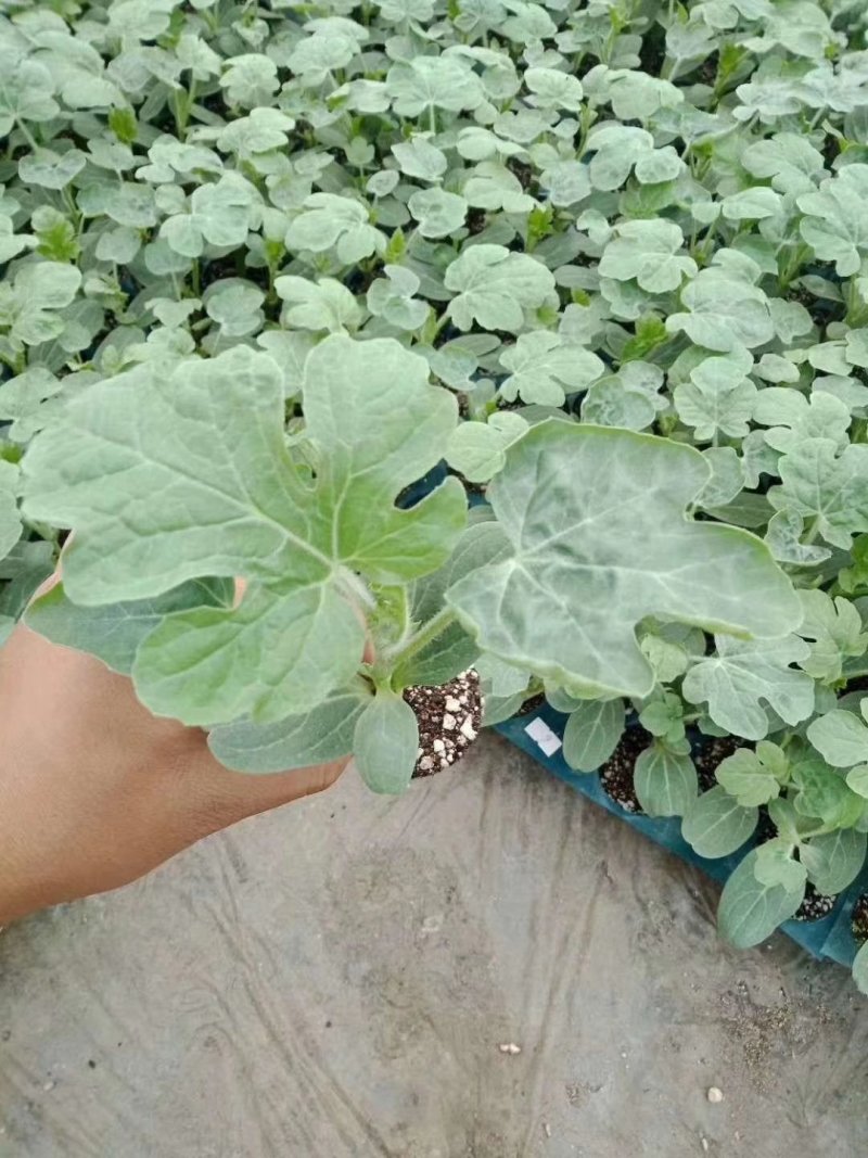 大量供应嫁接西瓜苗，各种西瓜苗出售！量大从优