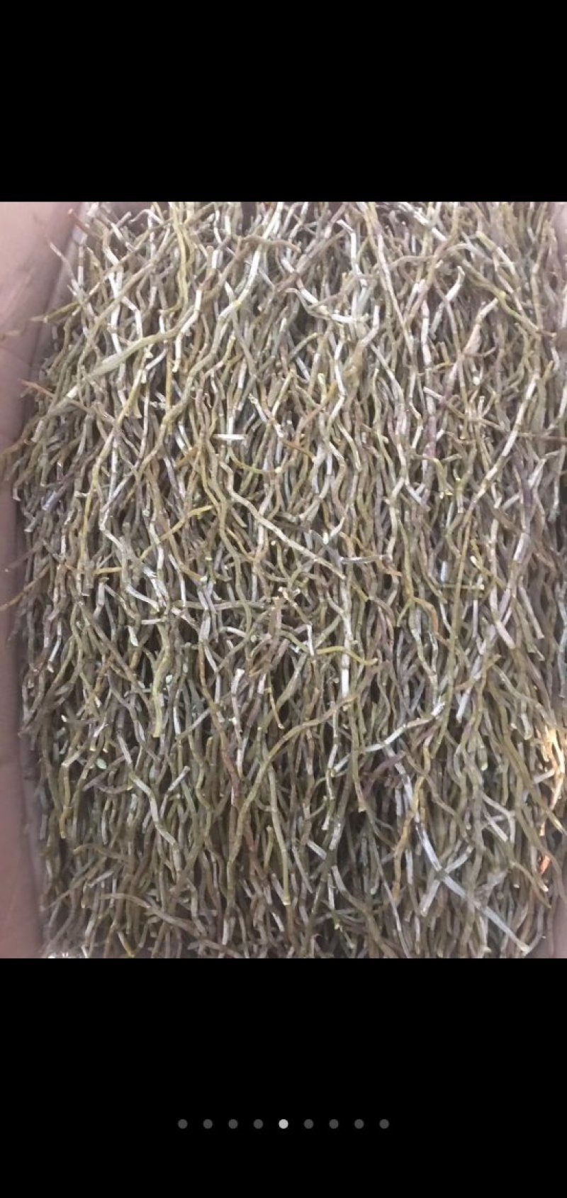 铁皮石斛烤条