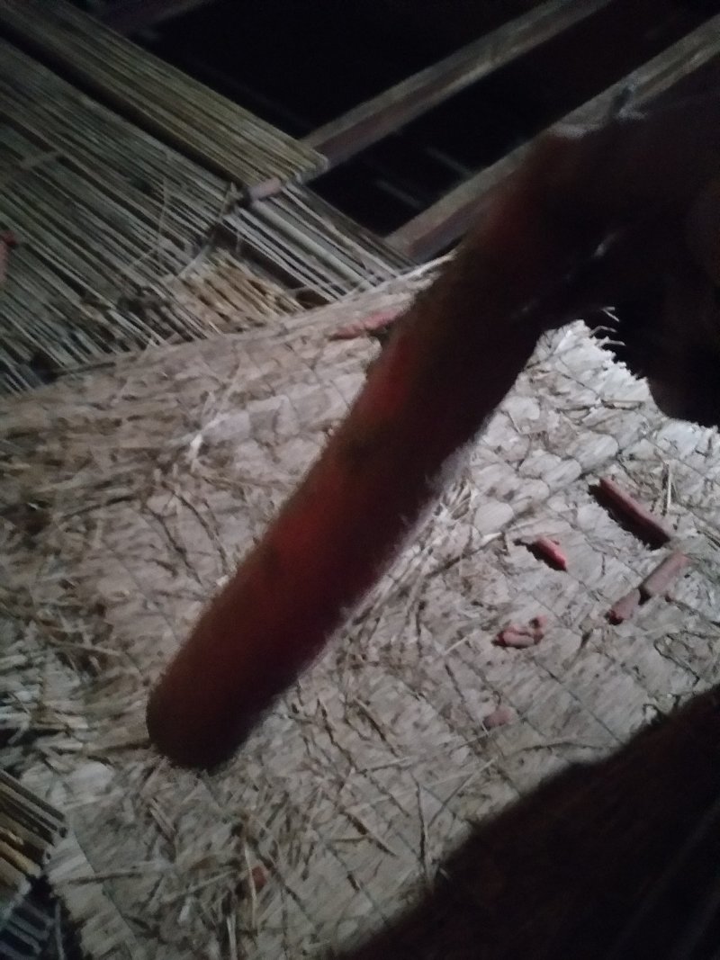 【胡萝卜】精品沙底红萝卜（产地直供，量大从优）保质保量