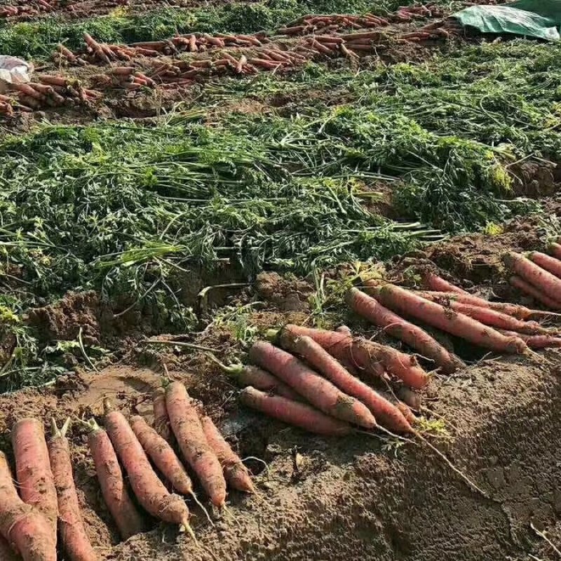 【胡萝卜】精品沙底红萝卜（产地直供，量大从优）保质保量