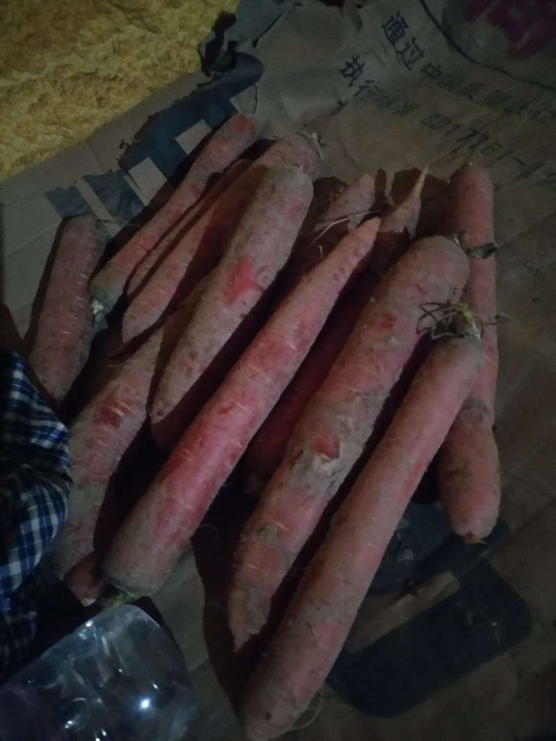 【胡萝卜】精品沙底红萝卜（产地直供，量大从优）保质保量