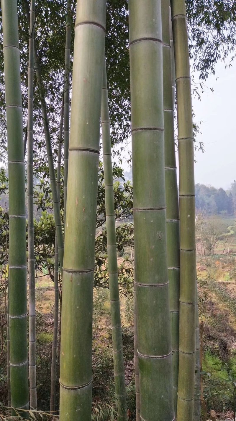楠竹苗，毛竹苗