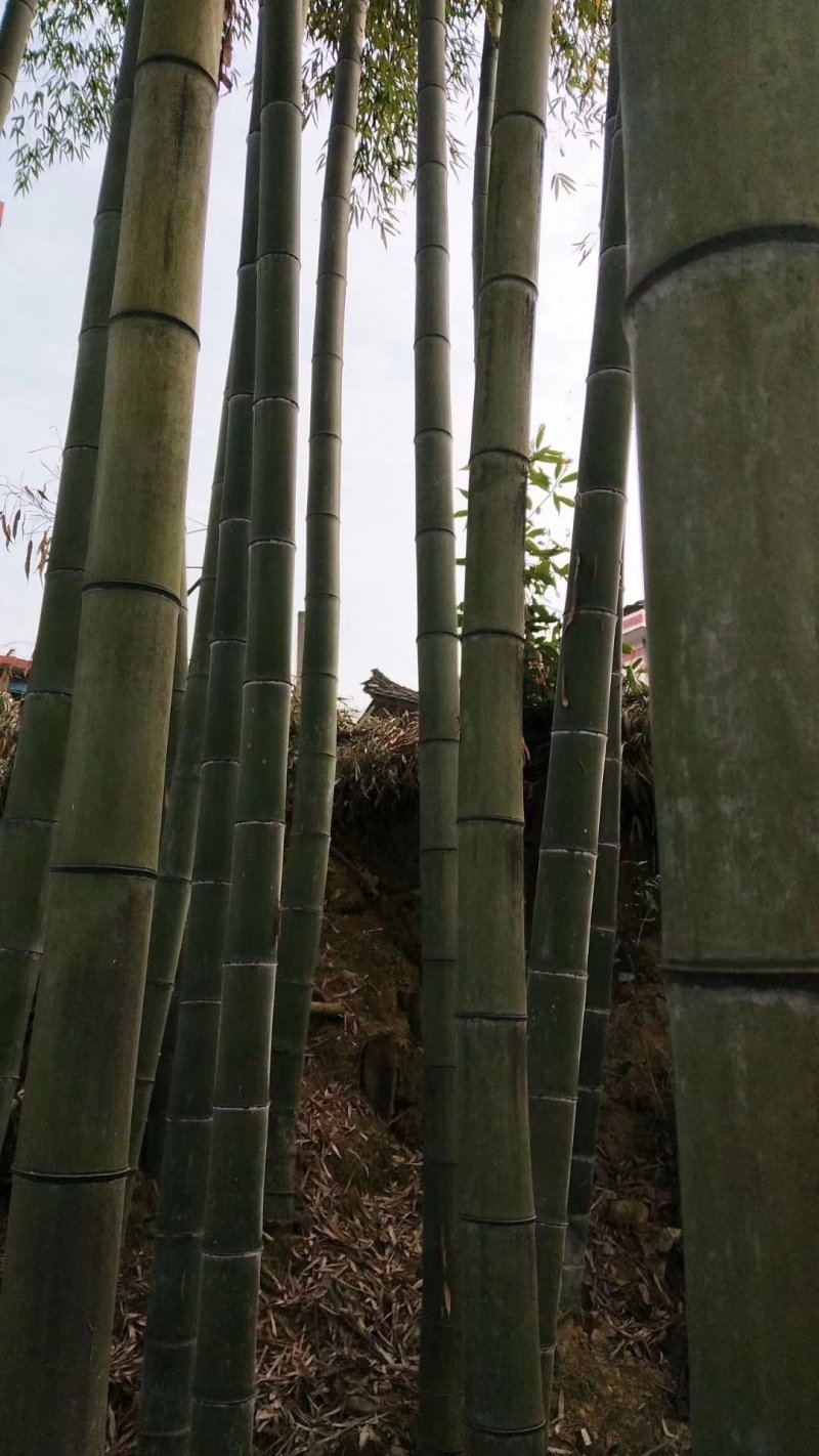 楠竹苗，毛竹苗