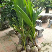 越南黄金椰子苗