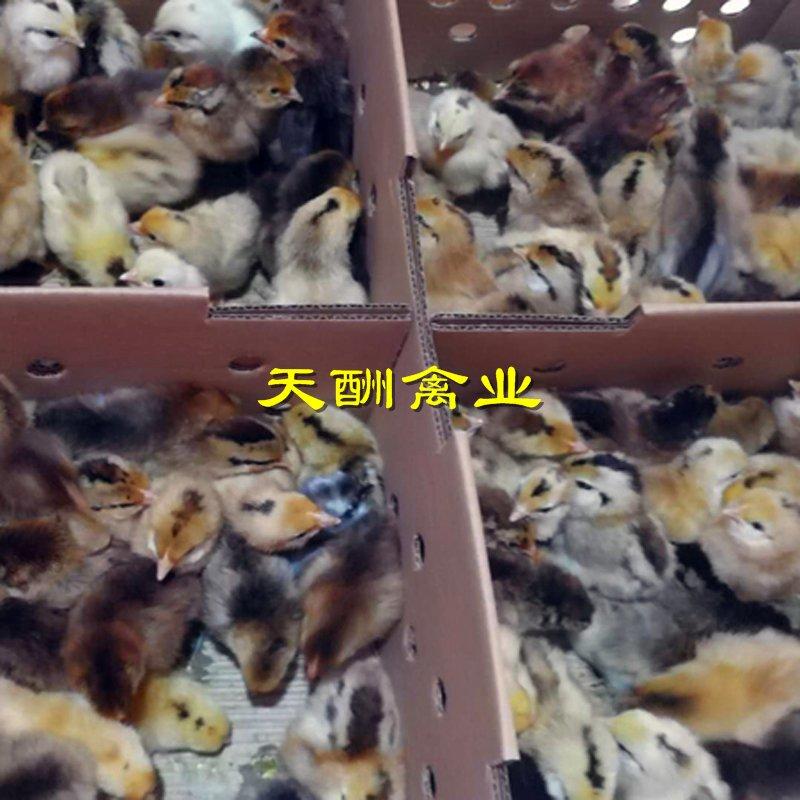 【蛋鸡苗】厂家直销高产绿壳蛋鸡苗包疫苗运输全国发货