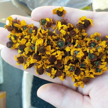 特级昆仑雪菊,黄金菊,