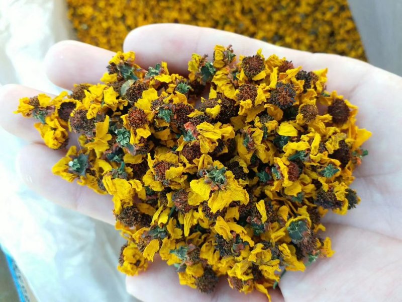 特级昆仑雪菊，黄金菊，