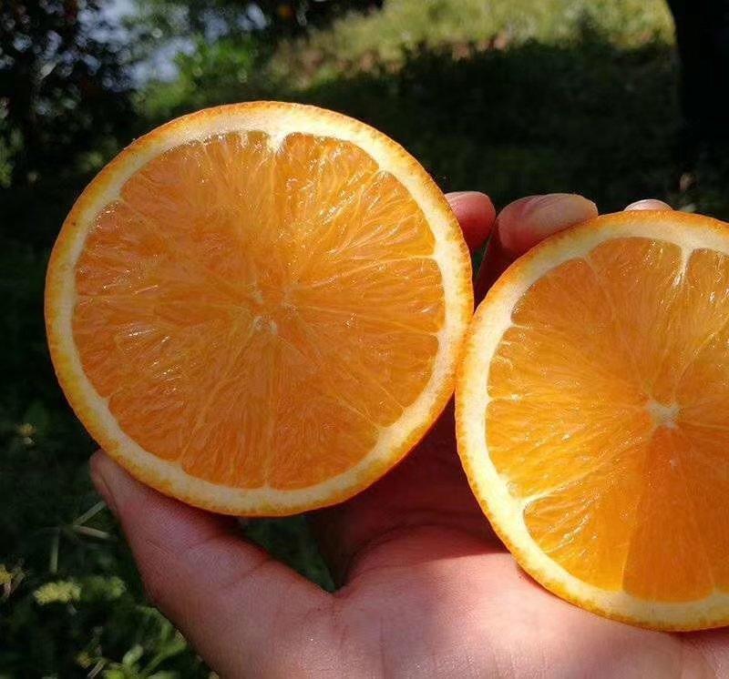 秭归伦晚脐橙，一手货源，产地直供，诚信经营，橙子
