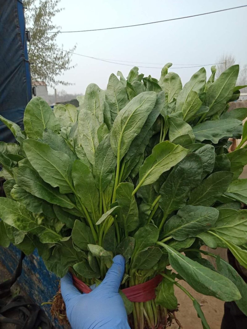 精品高杆小叶菠菜质量有保证