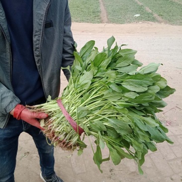精品高杆小叶菠菜质量有保证