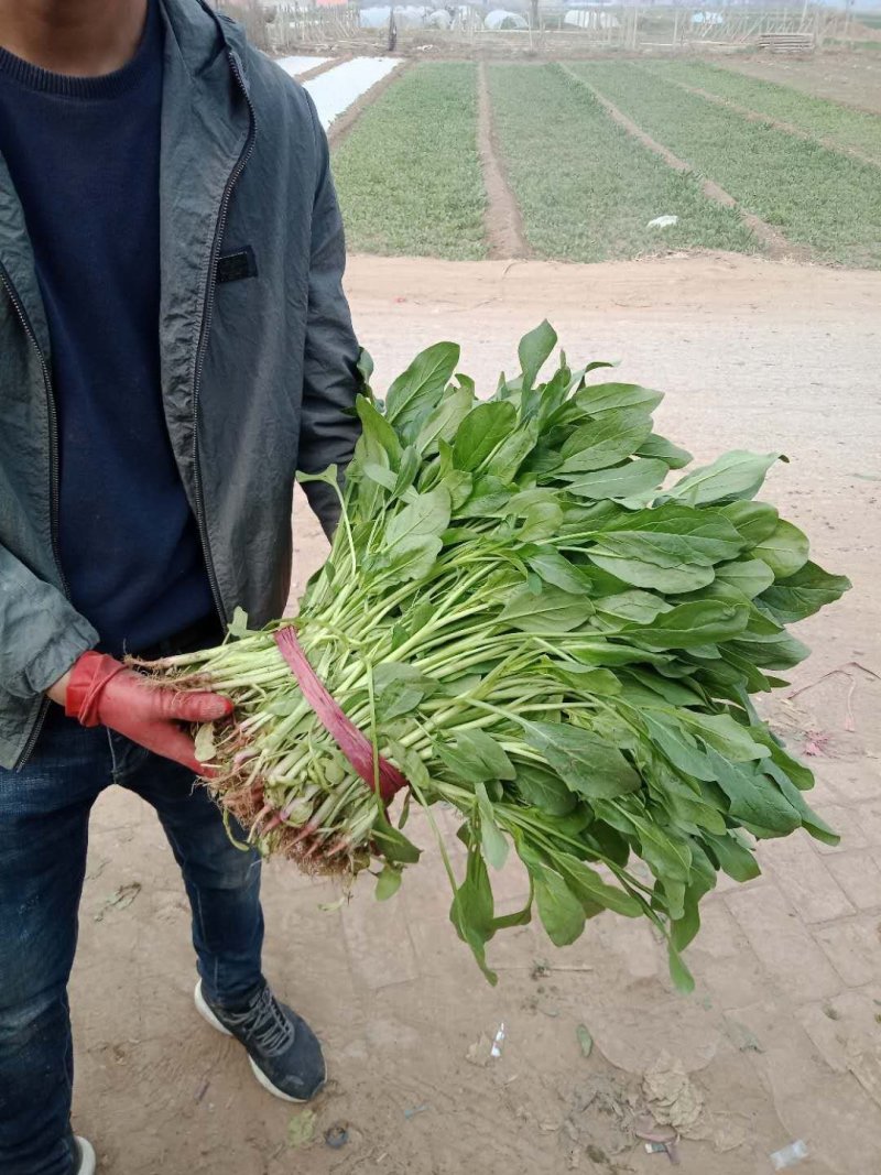 精品高杆小叶菠菜质量有保证