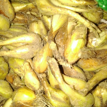 小香葱头，每年这个季节大量上市，