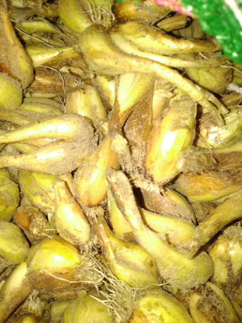 小香葱头，每年这个季节大量上市，